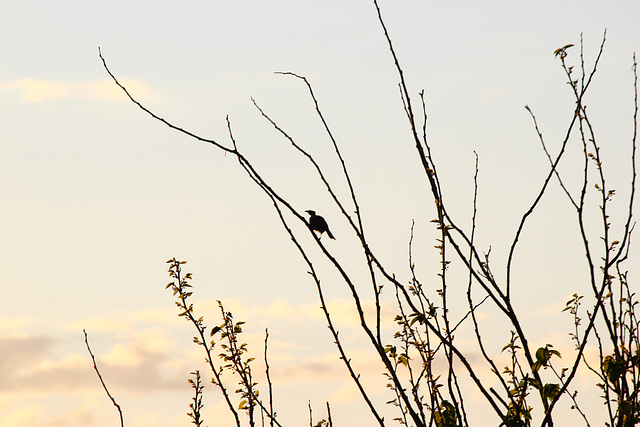 silhouettes