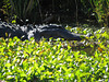 Alligator enjoying sunshine (close view)