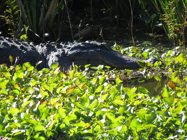 Alligator enjoying sunshine (close view)