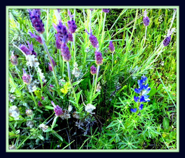 Lavender and lupin. Wildlife impression in green, mauve and blue.