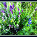 Lavender and lupin. Wildlife impression in green, mauve and blue.