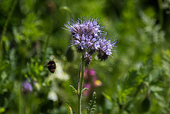 20200527 3899VRAw [D~LIP] Rainfarn-Phazelie (Phacelia tanacetifolia), Insekt, UWZ, Bad Salzuflen