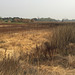 Cosumnes River Preserve