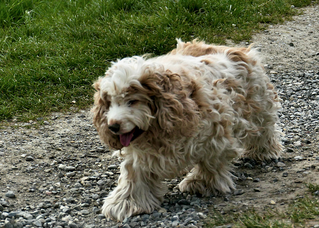 Ein alter, müder Hund, Ein alter, müder Hund,