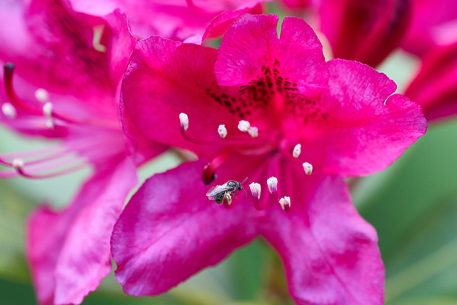 Am Rhododendron