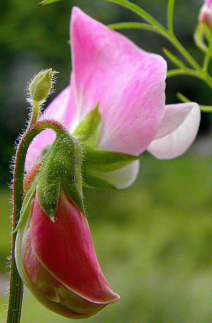 Lathyrus leguminosae