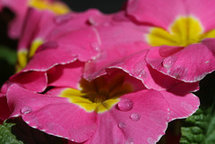 Primroses and Water Drops