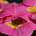 Primroses and Water Drops