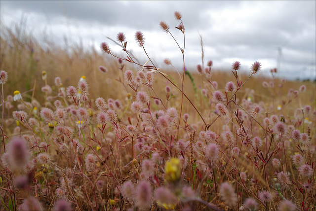 Trifolium arvense var. gracile, Fabales, Penedos