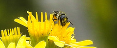 20230713 1760CPw [D~LIP] Jakobs-Greiskraut, Löcherbiene (Heriades truncorum), Bad Salzuflen