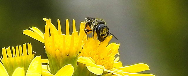 20230713 1760CPw [D~LIP] Jakobs-Greiskraut, Löcherbiene (Heriades truncorum), Bad Salzuflen