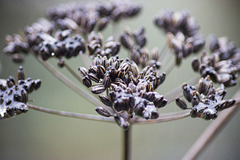 Valerian seed head