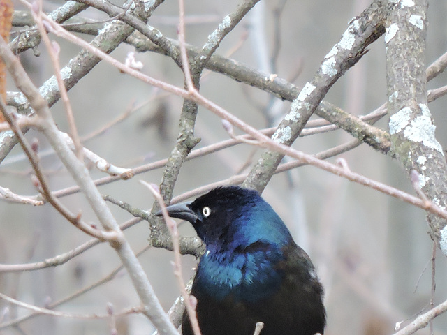 Grackle