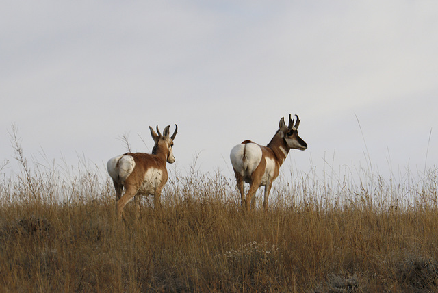 Pronghorns