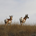 Pronghorns