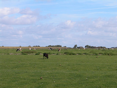 Viehweide in Oosterhever