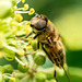 Hoverfly (17)