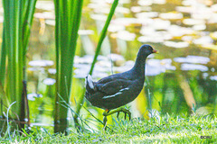 The Moorhen family on the pond