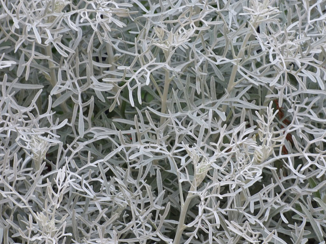 Armonía vegetal blanca