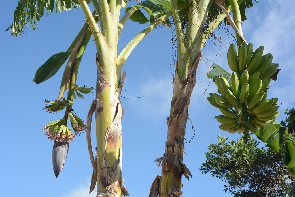 Dominican Republic, Banana Bunch and Banana Flower with Ovaries