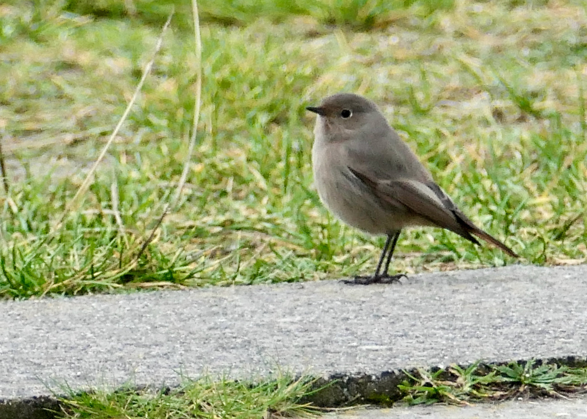Rotschwänzchen