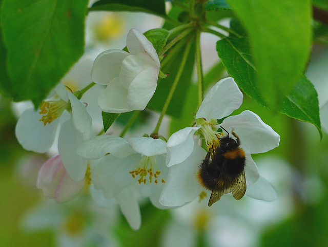 Hummel in Apfelblüte