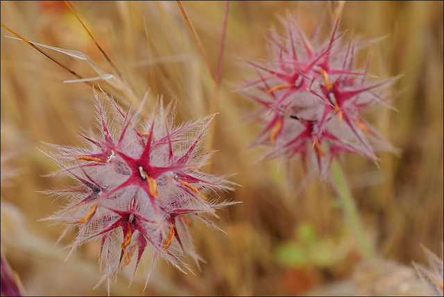 Trifolium stellatum, Fabales, Penedos