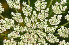 20230713 1762CPw [D~LIP] Möhre (Daucus carota), Bad Salzuflen