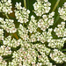 20230713 1762CPw [D~LIP] Möhre (Daucus carota), Bad Salzuflen