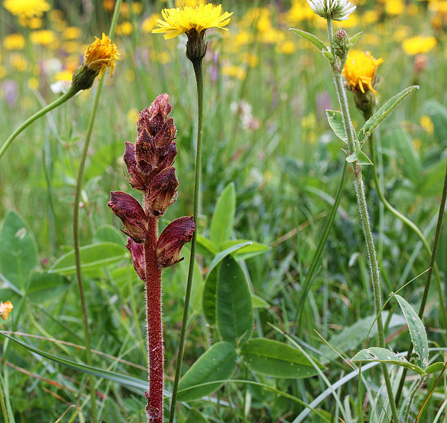 Blutrote Sommerwurz - (Orobanche gracilis)