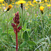 Blutrote Sommerwurz - (Orobanche gracilis)