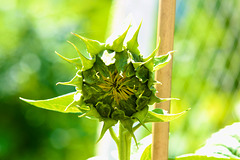 Sonnenblume (Helianthus annuus)