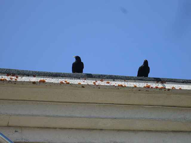 Birds on the edge of roof. Birds on the edge of roof.