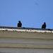 Birds on the edge of roof.