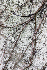 Vine twigs on wall