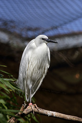 Seidenreiher (Zoo Augsburg)