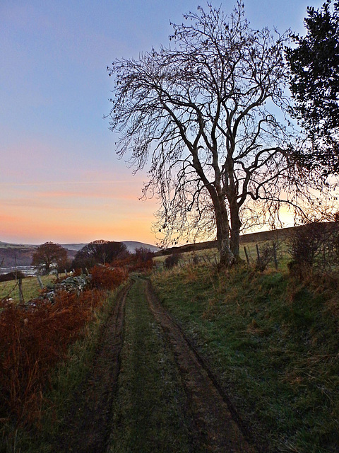 Dawn on a Cumbrian lane