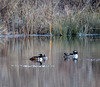 Hooded mergansers