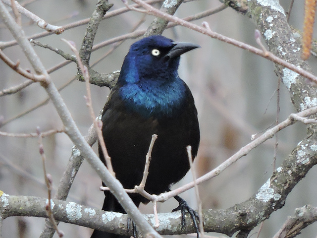 Grackle