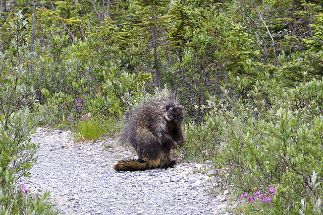 North American Porcupine