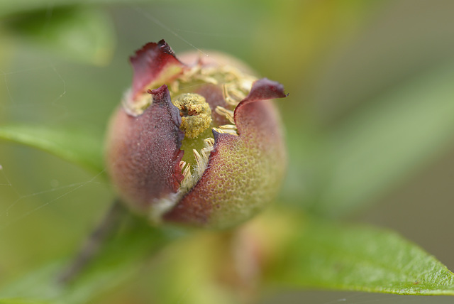 Cistus ladanifer, Malvales