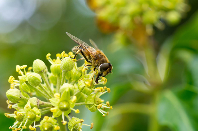 Hoverfly (18)