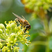 Hoverfly (18)