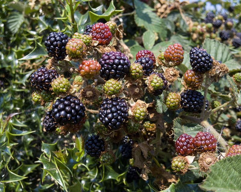 blackberries