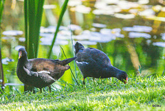The Moorhen family on the pond