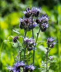 20200527 3901RAw [D~LIP] Rainfarn-Phazelie (Phacelia tanacetifolia), Insekt, UWZ, Bad Salzuflen