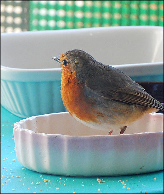 mon robin ...