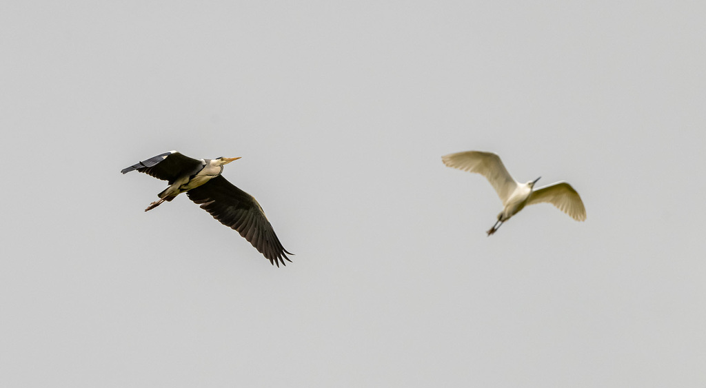 Heron and a little egret