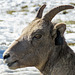 Bighorn Sheep female