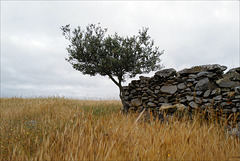 Zambujeiro, Wild olive tree, Penedos